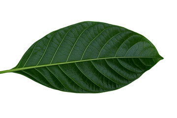 Obraz premium a Fresh Green Leaf Isolated on Transparent Background
