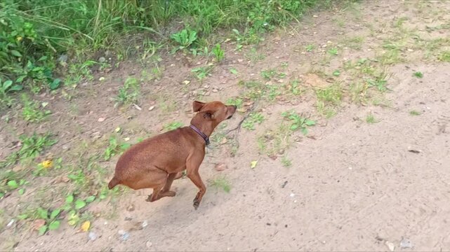 Small brown dog with a collar runs along a sandy path beside green grass in daylight, stretching into a jump, landing, then continuing forward with energetic, playful motion outdoors.