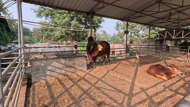 Brown Indian cows are eating and sitting in a cowshed in the rural areas of Bengal.