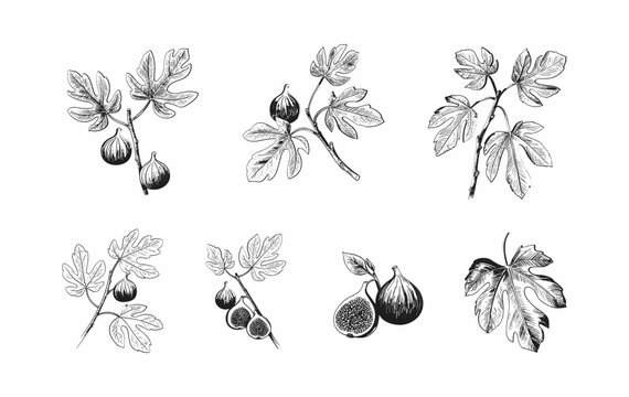 Set of fig tree brunch and leaves. Detailed hand drawn ink illustration for template layout design, brochure or cover for food card
