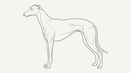 Obraz premium Elegant greyhound dog line art illustration. Standing sighthound in profile on a plain background. Minimalist canine sketch.
