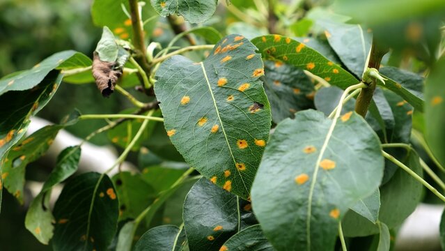 Plant diseases. Green leaves of a pear tree with rusted spots sway on summer breeze close-up. Late blight or scab or bacterial burn. Fungal disease of the garden. High quality photo.