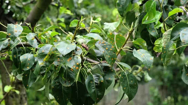 Plant diseases. Green leaves of a pear tree with rusted spots sway on summer breeze close-up. Late blight or scab or bacterial burn. Fungal disease of the garden. High quality 4k footage.
