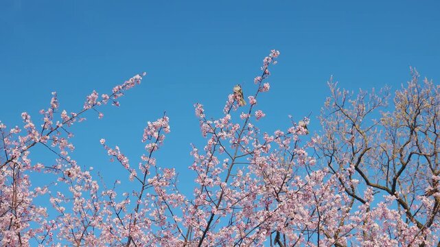 桜の木の下を前進する