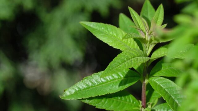 Close-up of fresh green lemon verbena leaves with natural sunlight in a garden.
