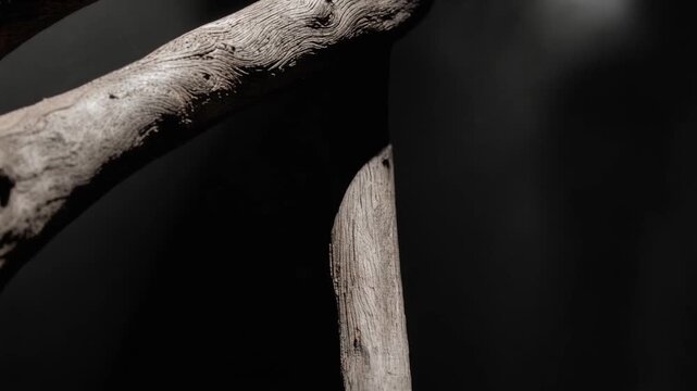 Close up of textured dry tree branches with natural patterns and shadows on dark background