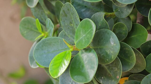 Siamese rough bush or Tooth brush tree.