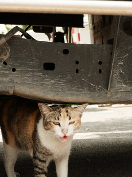 Cat under matchine 