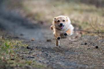 Pies w biegu © Zentofoto