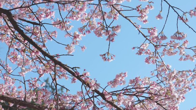 桜の伸びた枝