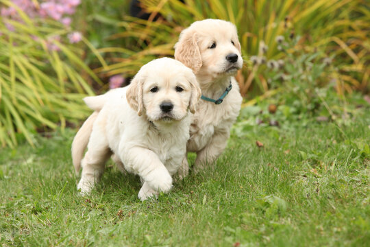 Two amazing puppies in the garden
