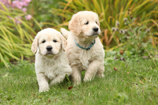Two amazing puppies in the garden