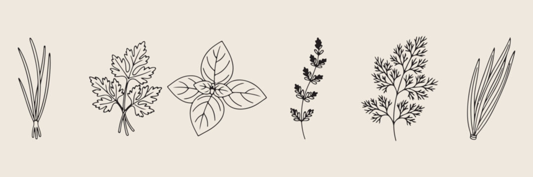 Basil and mint herbs doodle set, hand drawn botanical greenery sketches, kitchen herb garden icon collection, minimalist nature plant vector graphics, organic spice elements for design, aromatic herb 