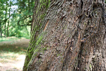 Fototapeta premium Forest pine tree bark pattern in sunlight