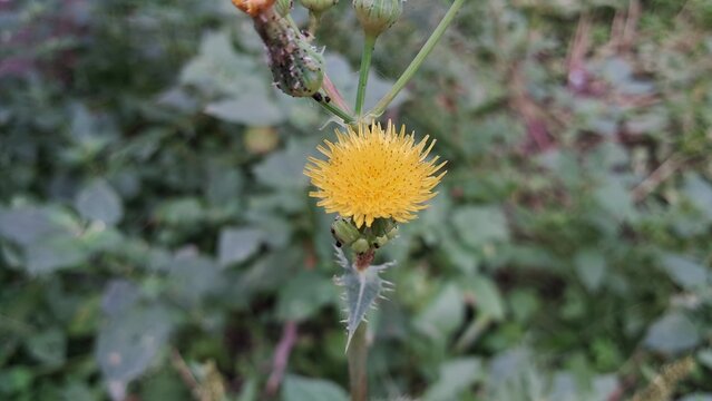 Sonchus Asper Flower Blooming on Green Leaves Background