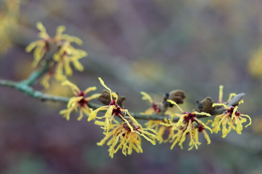 Yellow hamamelis or witch hazel flowers in winter