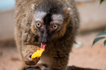 Close up lemur eating fruit © Daniel