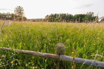 Naklejka premium A sunlit wildflower meadow framed by a rustic wooden fence and tall summer grasses, dotted with yellow blooms and clover, with distant trees under a soft evening sky evoking peace and nostalgia