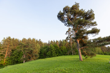 Naklejka premium A solitary pine tree stands on a gently sloping green hill with dense forest in the background, bathed in warm golden hour light, evoking peacefulness, solitude, and natural beauty. Savkina Gorka