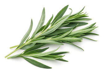 Fototapeta premium Tarragon