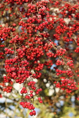 Fototapeta premium Hawthorn or crataegus berries in winter, covered in a dusting of frost