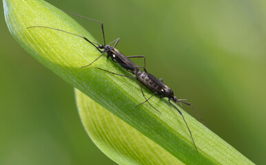Fototapeta premium Black crane flies Molophilus ater mating on a green grass blade macro shot