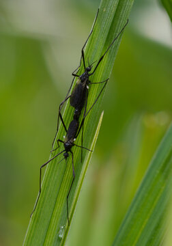 Black crane flies Molophilus ater mating on a green grass blade macro shot