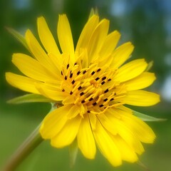 Obraz premium Tragopogon pratensis (meadow salsify or goat's-beard) growing in the wild