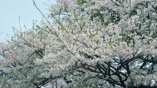 真原桜並木の桜吹雪