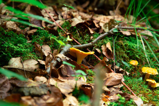 Cantharellus cibarius yellow chanterelle mushrooms growing in mossy forest floor habitat