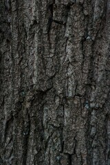 Fototapeta premium Close up of tree bark texture. Natural background and organic pattern concept.