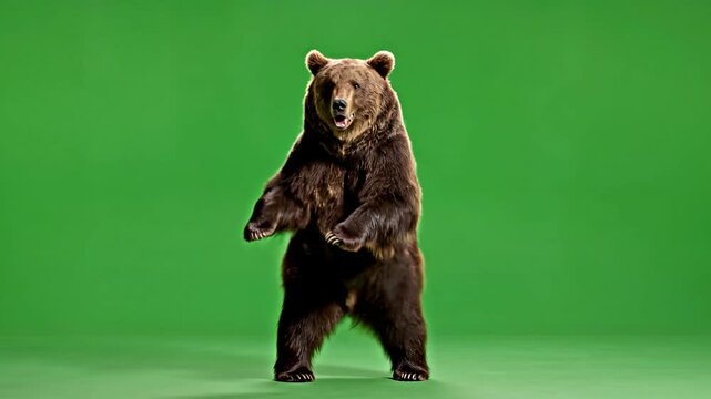 Brown bear standing on hind legs, green screen background 4k Video