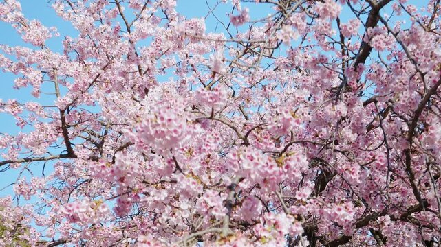 桜の木の下を回りながら前進する