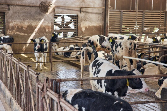 Dairy cows in barn on livestock farm