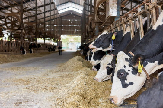 Dairy cows eating feed in barn