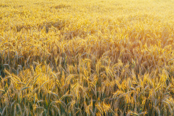 Panorama złotego pola zboża w promieniach zachodzącego słońca. Dojrzałe kłosy pszenicy tworzą naturalną teksturę. Krajobraz rolniczy, koncepcja obfitości i letnich żniw na polskiej wsi. © Henryk Niestrój