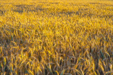 Panorama złotego pola zboża w promieniach zachodzącego słońca. Dojrzałe kłosy pszenicy tworzą naturalną teksturę. Krajobraz rolniczy, koncepcja obfitości i letnich żniw na polskiej wsi. © Henryk Niestrój