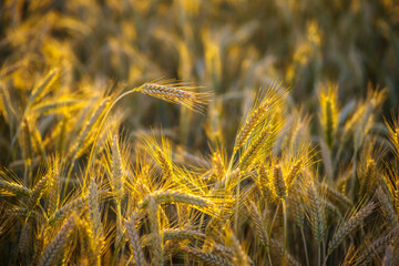 Zbliżenie na dojrzały kłos zboża na tle pola o zachodzie słońca. Ciepłe światło złotej godziny podkreśla detale kłosa. Symbol żniw, rolnictwa i ekologicznej żywności. © Henryk Niestrój