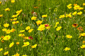Fototapeta premium Beauty coreopsis flowers in the summer city park. Yellow large flowered tickseeds or common coreopsis in the garden. Blur background, selective focus. Family name Asteraceae, Scientific name Coreopsis