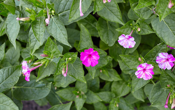 Marvel of Peru (Mirabilis jalapa) flowers at garden. A perennial Nyctaginaceae native to tropical America. It blooms from around 4pm, so it's called the 'Four o'clock flower'