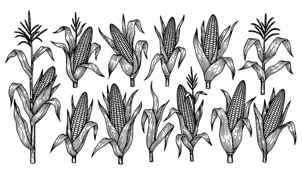 Realistic Corn Stalk Vector Set in Line Engraving Style with Detailed Botanical Elements