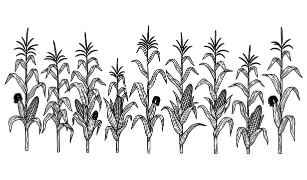 Corn Stalk Vector Illustration Set in Detailed Line Art Style for Agriculture and Botanical Design