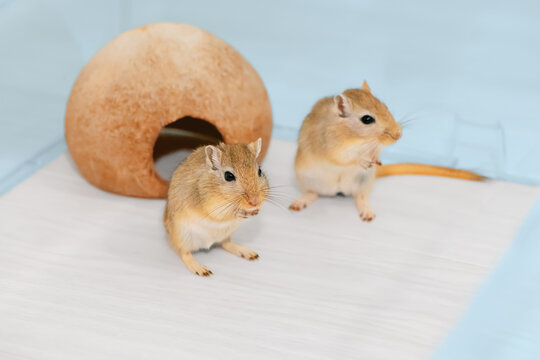 Two pet gerbils standing near a coconut house in a plastic playpen on the floor