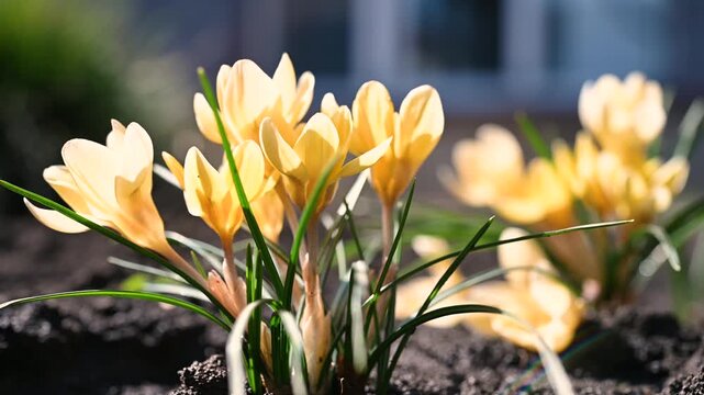 Spring yellow crocus flowers growing in the garden on the ground, selective focus.