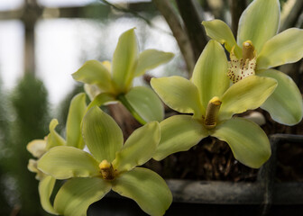 Close-up of a blooming green cymbidium orchid