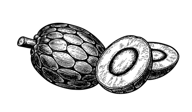 Antique Sugar Palm Fruit Engraving with Artistic Whole and Cross Section Borassus Flabellifer Vector Illustration