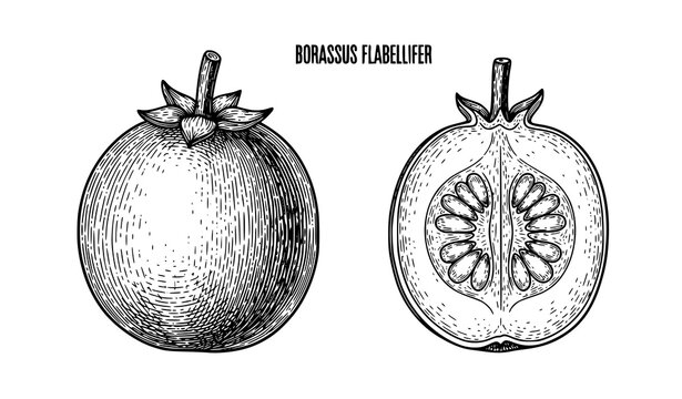 Borassus Flabellifer Fruit Vintage Botanical Diagram with Engraved Whole and Cross Section Vector Illustration