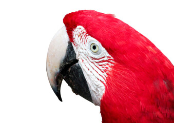 papagaio © francisco