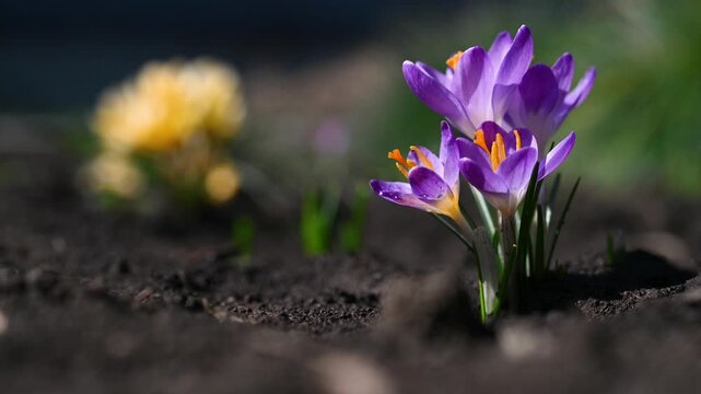 Spring purple crocus tommasinianus Ruby Giant flowers. Beautiful flowers grow in the garden on the ground, selective focus