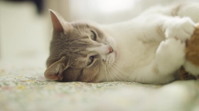 Playful cat grabbing toy during indoor playtime